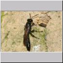 Trypoxylon figulus - Grabwespe w03 13mm OS-Wallenhorst-Tongrube-Lehmwand - det.jpg